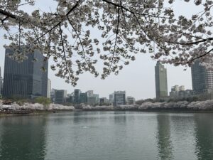 Seokchon Lake East (Dongho), Lotte Tower reflected — April