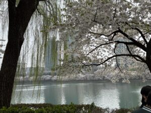 Seokchon Lake East (Dongho), cherry blossoms in bloom