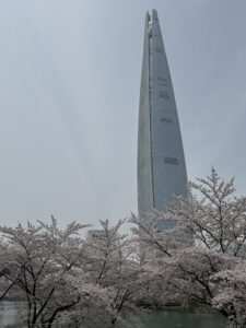 Seokchon Lake East (Dongho), full bloom view