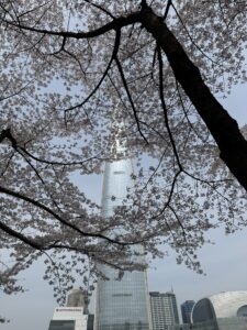 Seokchon Lake East (Dongho), lake path in bloom